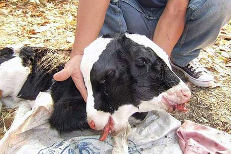 Cow with 2 Heads